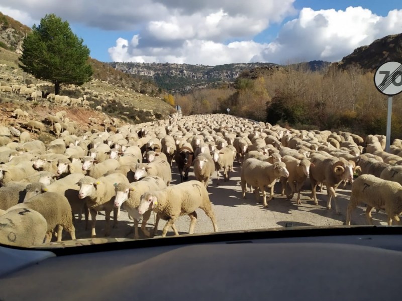 ORNITORRINCOS DE COLORES SOBRE UN SUCIO ARCOÍRIS OPACO. MÓNICA&nbsp;OLALLA